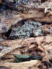 Pelodytes atlanticus