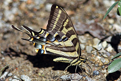 Papilio pilumnus