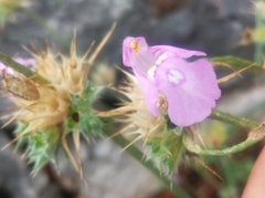 Galeopsis angustifolia