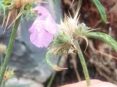 Galeopsis angustifolia