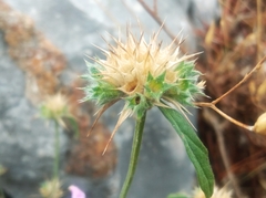 Galeopsis angustifolia