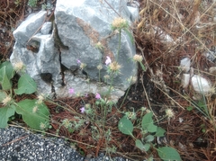 Galeopsis angustifolia