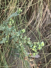 Euphorbia paralias
