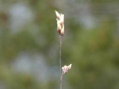 Oryzopsis coerulescens