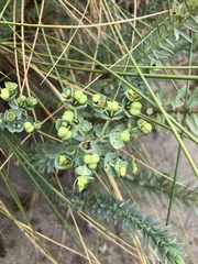 Euphorbia paralias