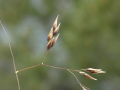 Oryzopsis coerulescens