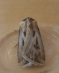 Agrotis spinifera