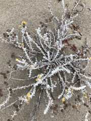 Achillea maritima