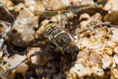 Thyridanthrax pallidus