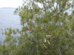 Oryzopsis coerulescens