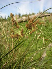 Cyperus thunbergii