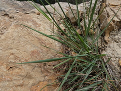 Oryzopsis coerulescens