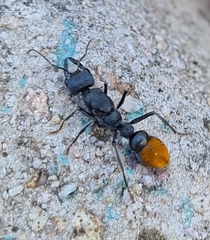Myrmecia mandibularis