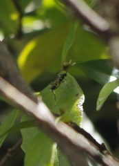 Xanthocryptus novozealandicus