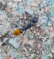 Myrmecia mandibularis