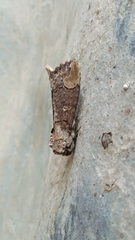 Phalera grotei