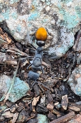 Myrmecia mandibularis