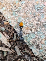 Myrmecia mandibularis