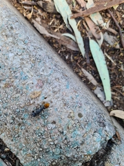 Myrmecia mandibularis