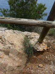 Oryzopsis coerulescens