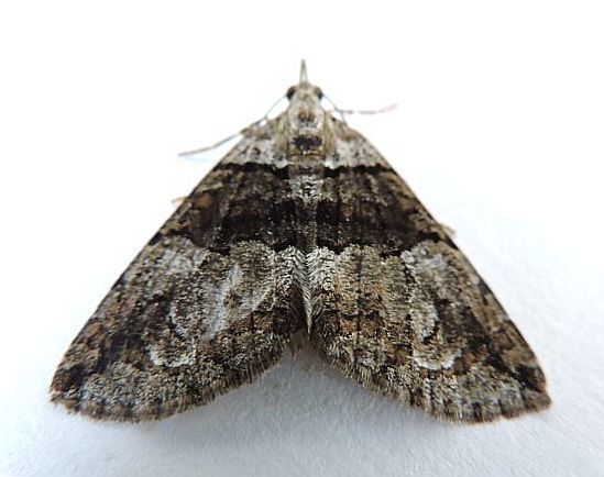 Hydriomena barnesata