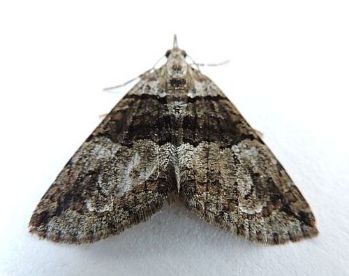 Hydriomena barnesata