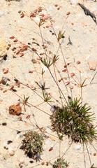 Pharnaceum dichotomum