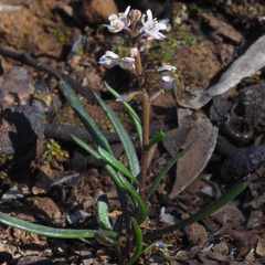 Lepidium rotundum