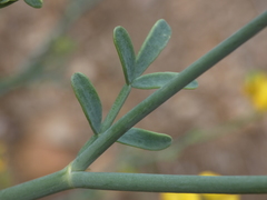 Coronilla juncea
