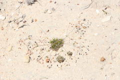 Pharnaceum dichotomum