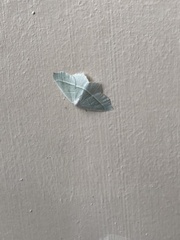 Campaea margaritaria