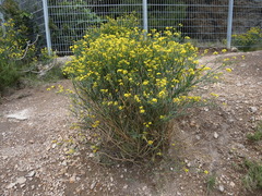 Coronilla juncea