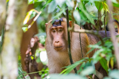 Southern Pig-Tailed Macaque photo 5