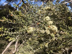 Melaleuca acuminata