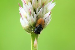 Musca ventrosa