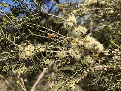 Melaleuca acuminata