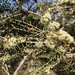 Melaleuca acuminata - Photo (c) davidsando, algunos derechos reservados (CC BY-NC), subido por davidsando