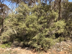 Melaleuca acuminata