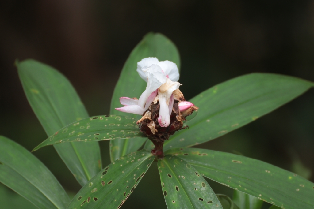 Hellenia lacera