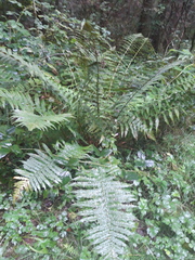 Dryopteris affinis