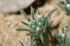Cryptantha maritima