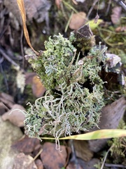 Cladonia botrytes