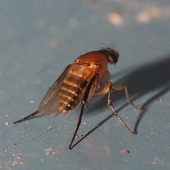 Hirotophora multiseriata