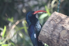 Phoeniculus purpureus angolensis