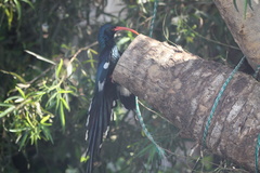 Phoeniculus purpureus angolensis
