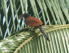 Centropus sinensis parroti