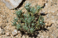 Cryptantha maritima