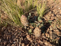 Astragalus laguroides