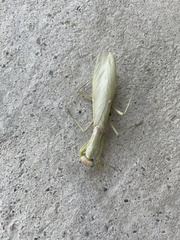 Hierodula transcaucasica