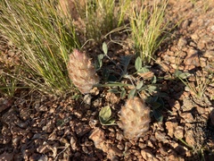 Astragalus laguroides